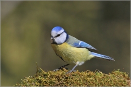 <p>SÝKORA MODŘINKA (Cyanistes caeruleus) /Eurasian blue tit - Blaumeise/</p>
